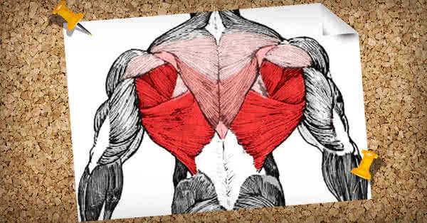 Musculatura spatelui