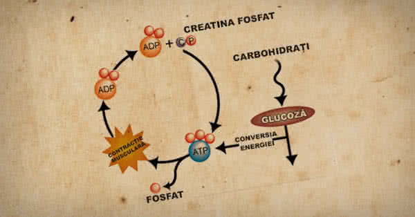 Consumul de creatină